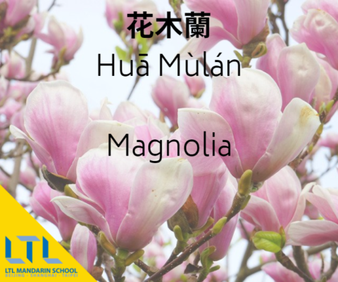 El legendario nombre de la guerrera china Mulán, significa Magnolia en mandarín